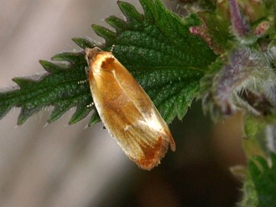 Papegaaibladroller, Eulia ministrana.jpg